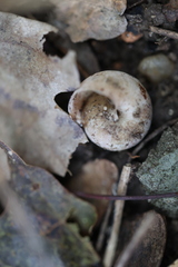 Fruticicola fruticum