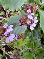 Pelargonium grossularioides