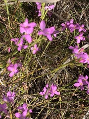 Lachnaea