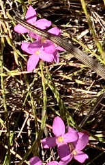 Lachnaea