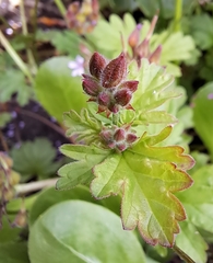 Pelargonium grossularioides