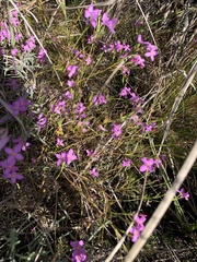 Lachnaea