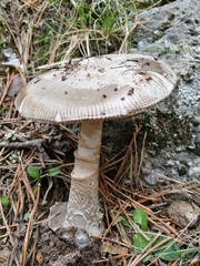Amanita vaginata