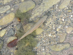 Salmo marmoratus