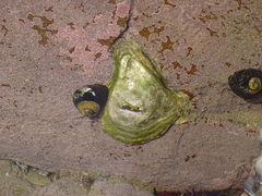 Striostrea margaritacea