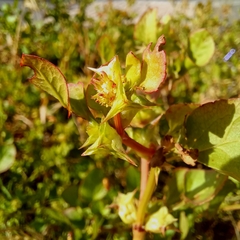 Rumex hypogaeus