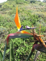 Strelitzia reginae