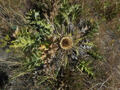 Carlina acanthifolia acanthifolia