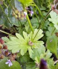 Pelargonium grossularioides