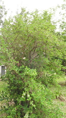 Calycanthus chinensis