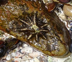 Scutellastra longicosta