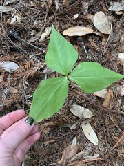 Trillium