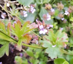 Pelargonium grossularioides
