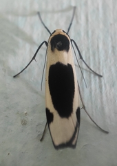 Thysanoptyx