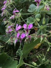 Pelargonium papilionaceum