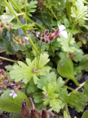 Pelargonium grossularioides
