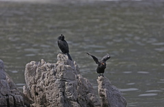 Microcarbo coronatus