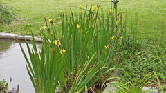 Prosthechea karwinskii