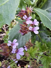 Pelargonium grossularioides