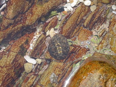 Acanthochitona garnoti