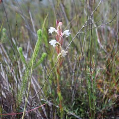 Satyrium acuminatum