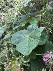 Pelargonium papilionaceum