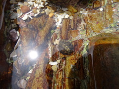 Acanthochitona garnoti