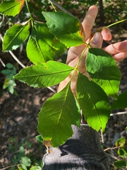 Fraxinus pennsylvanica