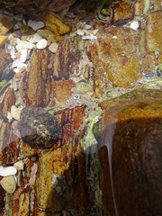 Acanthochitona garnoti