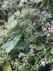 Pelargonium papilionaceum