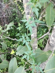 Cardiospermum halicacabum