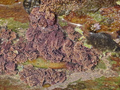 Corallina officinalis