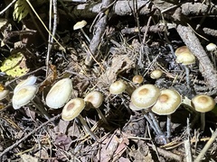 Psilocybe serbica