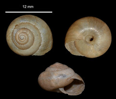 Euomphalia strigella