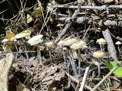 Psilocybe serbica