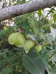 Cardiospermum halicacabum