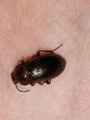 Nalassus dermestoides