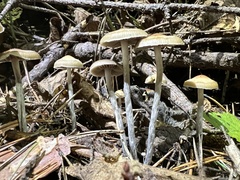 Psilocybe serbica
