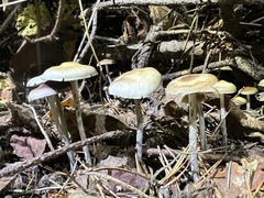 Psilocybe serbica