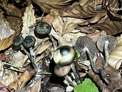 Psilocybe serbica