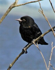 Agelasticus cyanopus