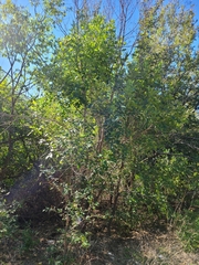 Fraxinus pennsylvanica
