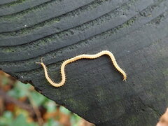 Haplophilus subterraneus