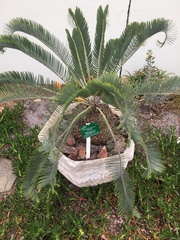 Encephalartos lanatus