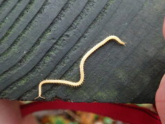 Haplophilus subterraneus