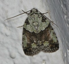 Blenina squamifera