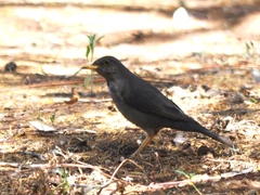 Turdus smithi