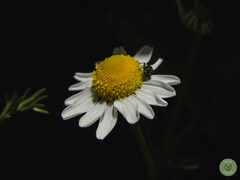 Matricaria chamomilla