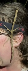 Pterinoxylus spinulosus