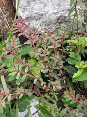 Euphorbia densiflora